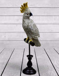 'The Cockatoo'