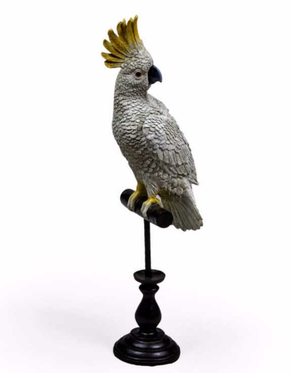 'The Cockatoo'